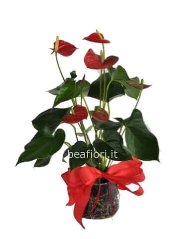 Pianta di anthurium