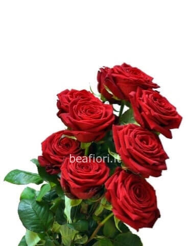 Rose a stelo di prima scelta