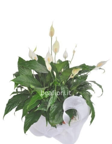 Pianta di Spathifillum