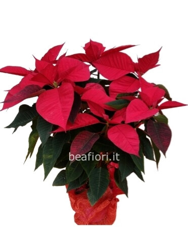 Stella di Natale