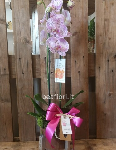 orchidea phalenopsis