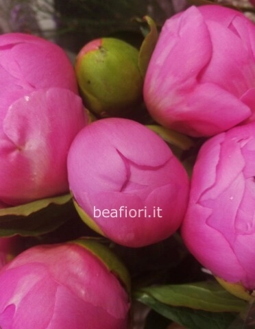 peonia