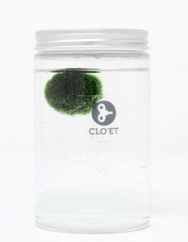 Marimo 10 anni