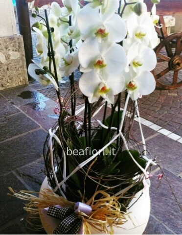 Composizione di orchidee Phalenopsis