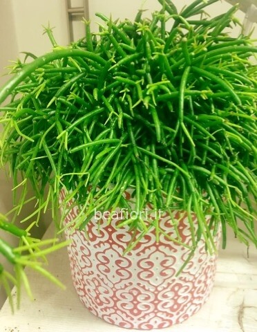 Rhipsalis