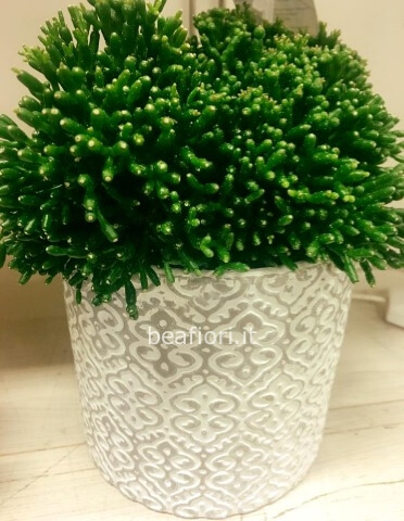Rhipsalis
