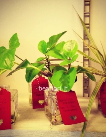 Piante in idrocoltura