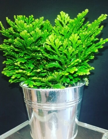 Selarginella