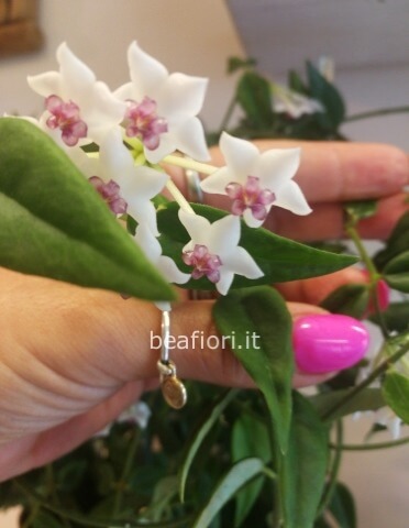 Hoya carnosa