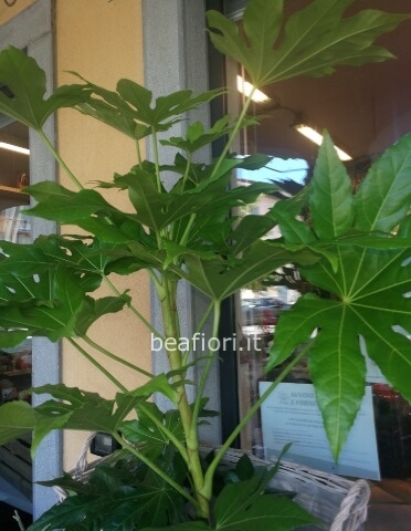Fatsia