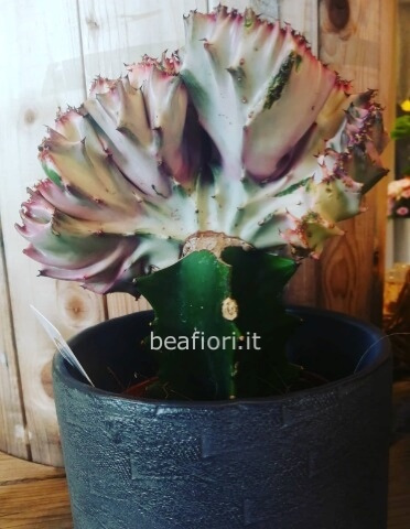 Euphorbia lactea cristata