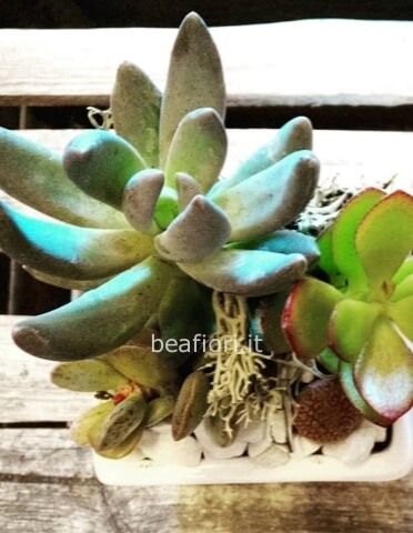 Giardinetto di piante grasse