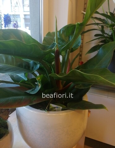 Philodendron