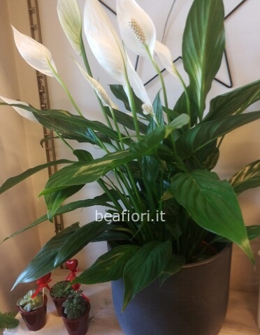 Spathiphyllum