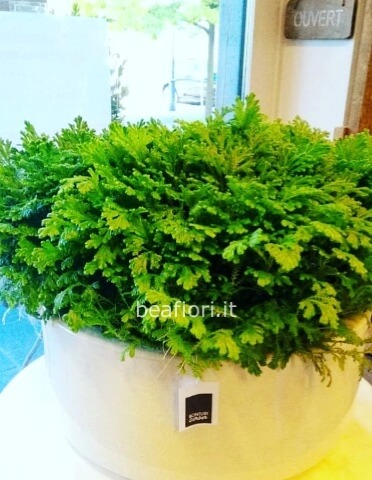 Selarginella n. 4 piante in ciotola di ceramica