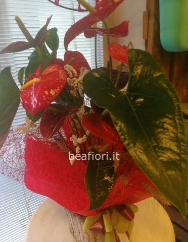 Anthurium rosso in elegante confezione