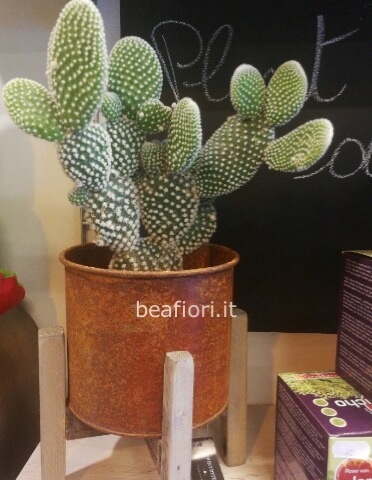 Opuntia in elegante vaso