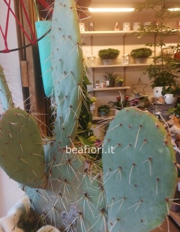 Opuntia vaso v 30