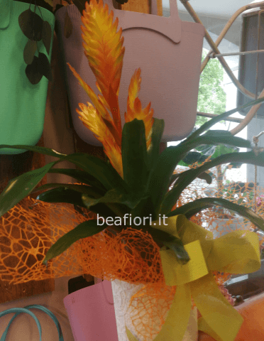 Vrisea con vaso in ceramica