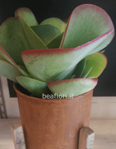 Kalanchoe Thyrsiflora