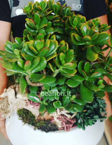 Crassula in composizione