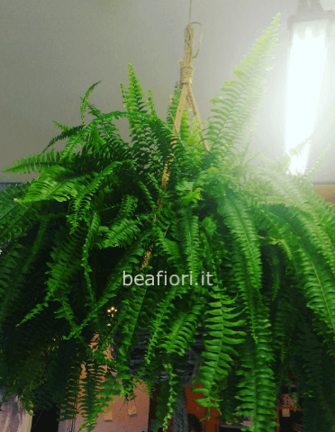 Super felce con cesto in vimini