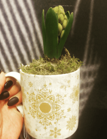 Bulbo di giacinto in tazza