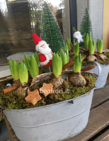 Bulbi di giacinto profumati 