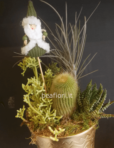 Giardinetto di piante grasse con decorazione i natalizia