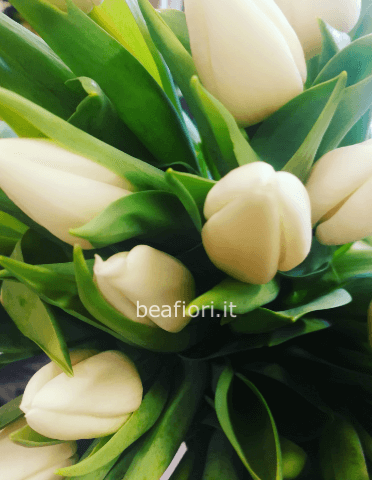 10 Tulipani
