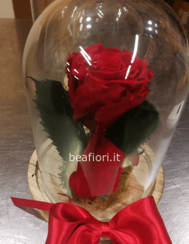 Rosa Incantata misura piccola