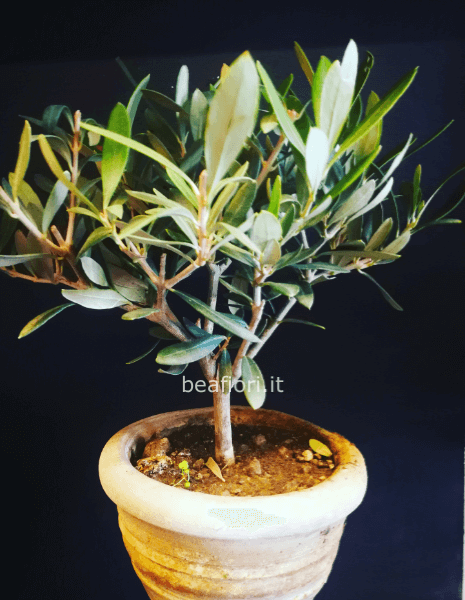 Olivo