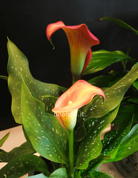 Calla colorazione varie
