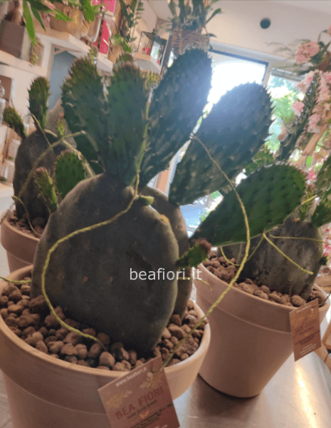 Opuntia in vaso di terracotta 