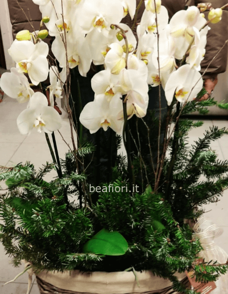 Composizione di orchidee