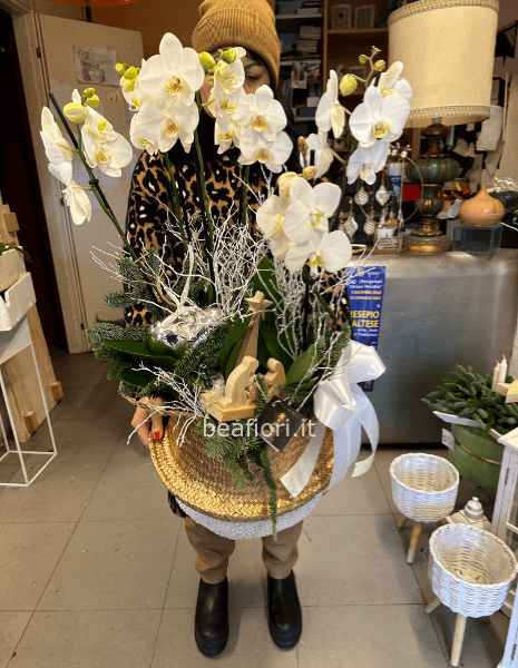 Super orchidee