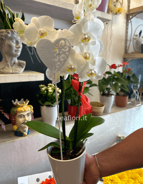 Orchidea bianca con vaso ceramica