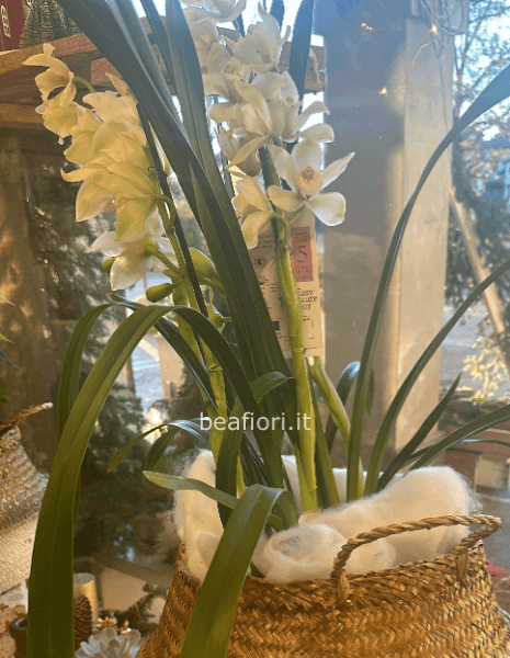 Cymbidium orchidea