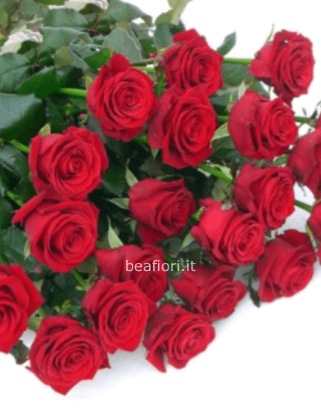 24 rose rosse altezza 50 cm