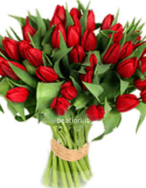 Tulipani Rossi 
