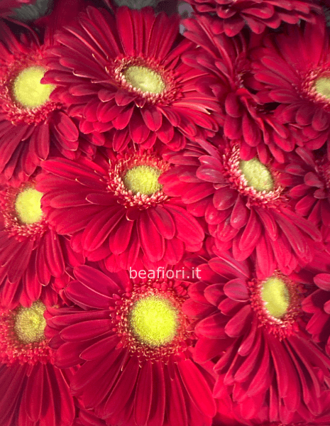 Bouquet gerbere