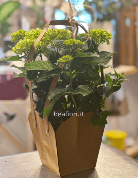 Ortensia bianca in pianta!