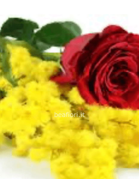 24 rose rosse gambo corto 50 cm più mimosa 