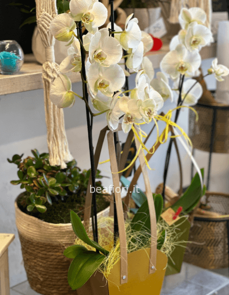 Orchidea phalenopsis 2 steli in borsa