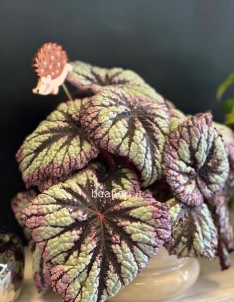 Begonia in vaso di ceramica