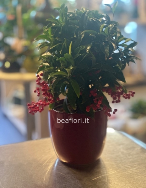 Ardisia in vaso di ceramica 