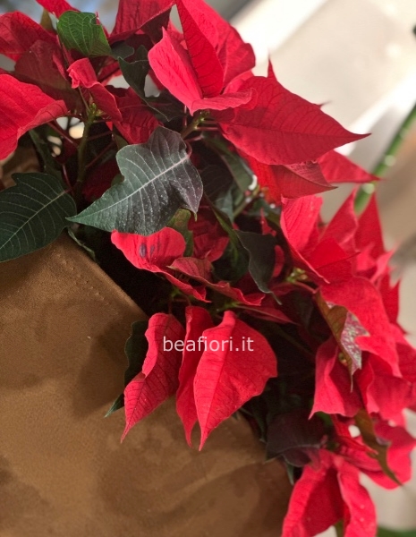 Super cesto con Stelle di Natale 