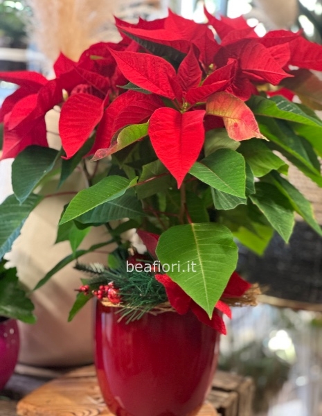 Stella di Natale con vaso in ceramica 