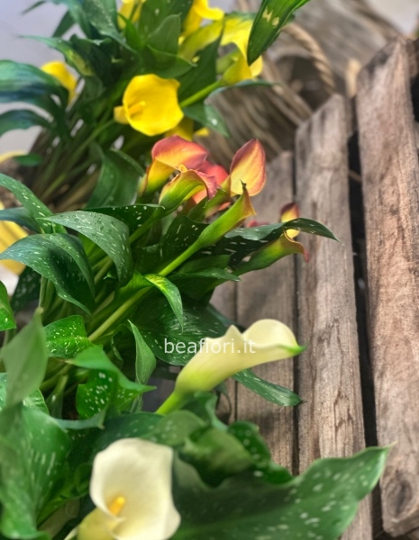 Calla in vaso confezionata 