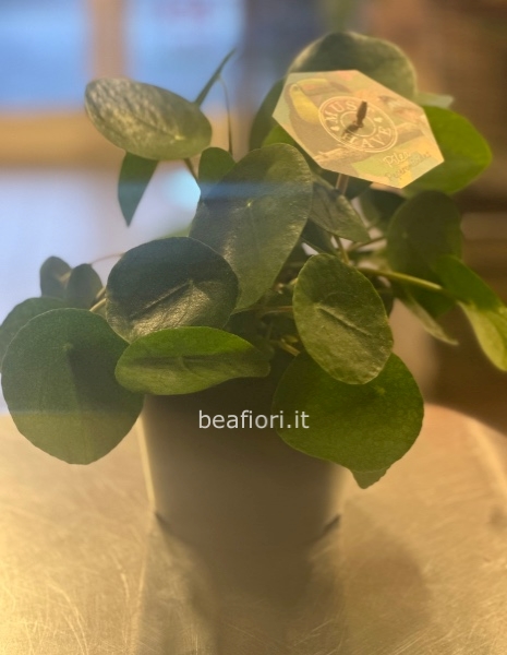 Pilea,detta anche la pianta delle monete